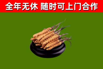 濮阳回收冬虫夏草