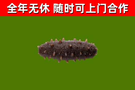 濮阳回收海参干